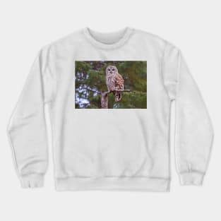 Barred Owl Crewneck Sweatshirt